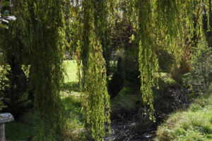 Willows and drainpipes