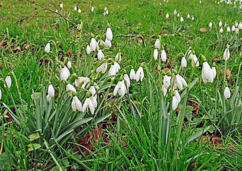 snowdrops