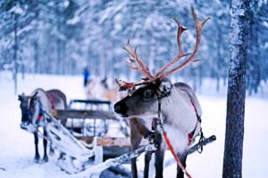 Christmas reindeer bringing presents for gardeners