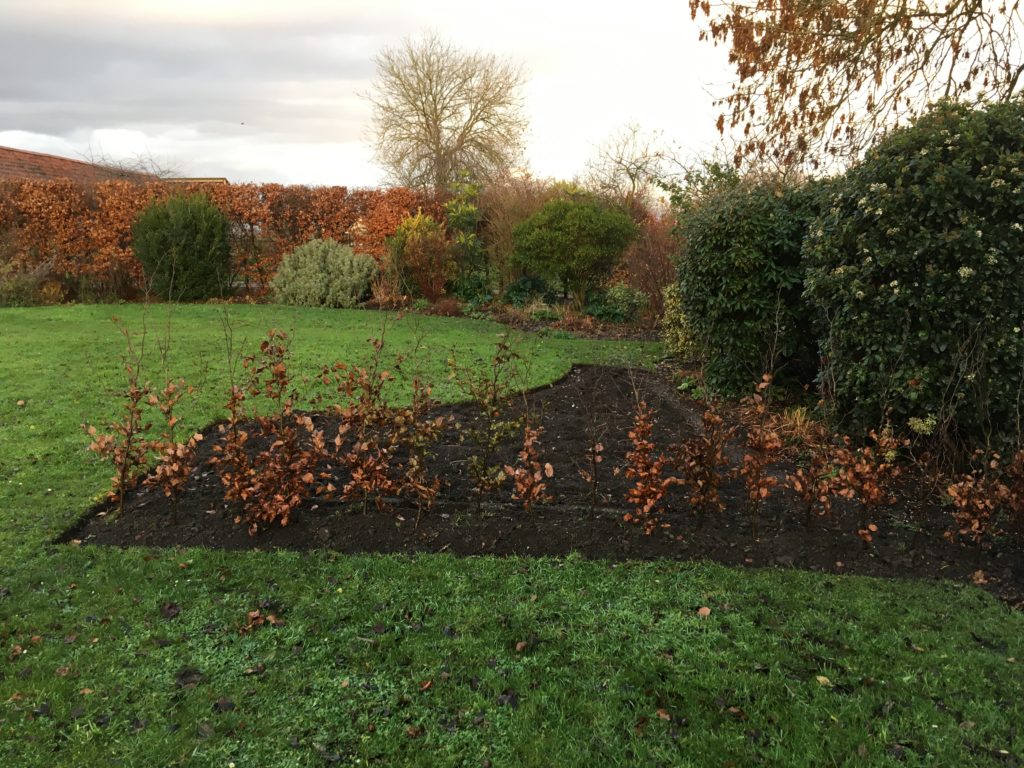 How not to plant a Beech Hedge Ashridge Blog