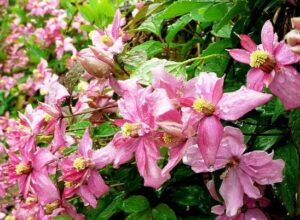 Clematis montana