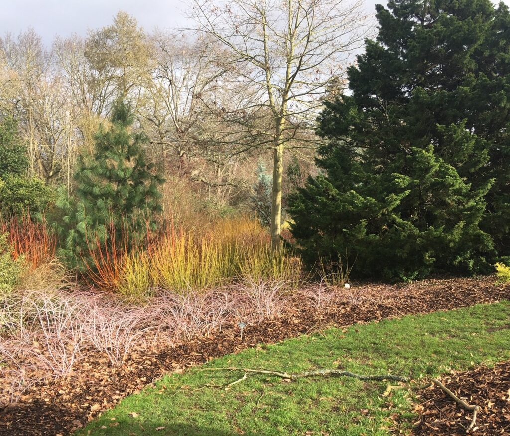 Winter border with bright dogwood, white bramble, and conifer trees