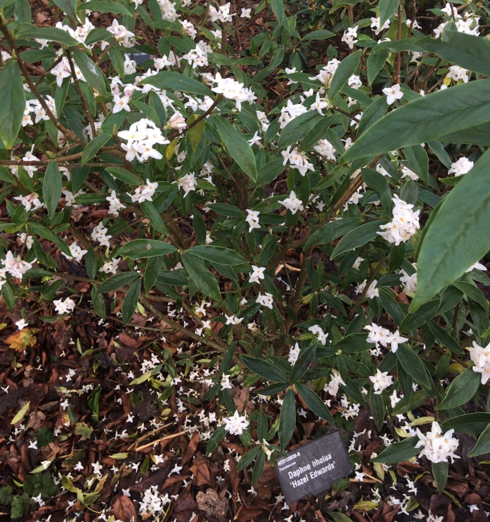 Evergreen Daphne bholua ‘Hazel Edwards’