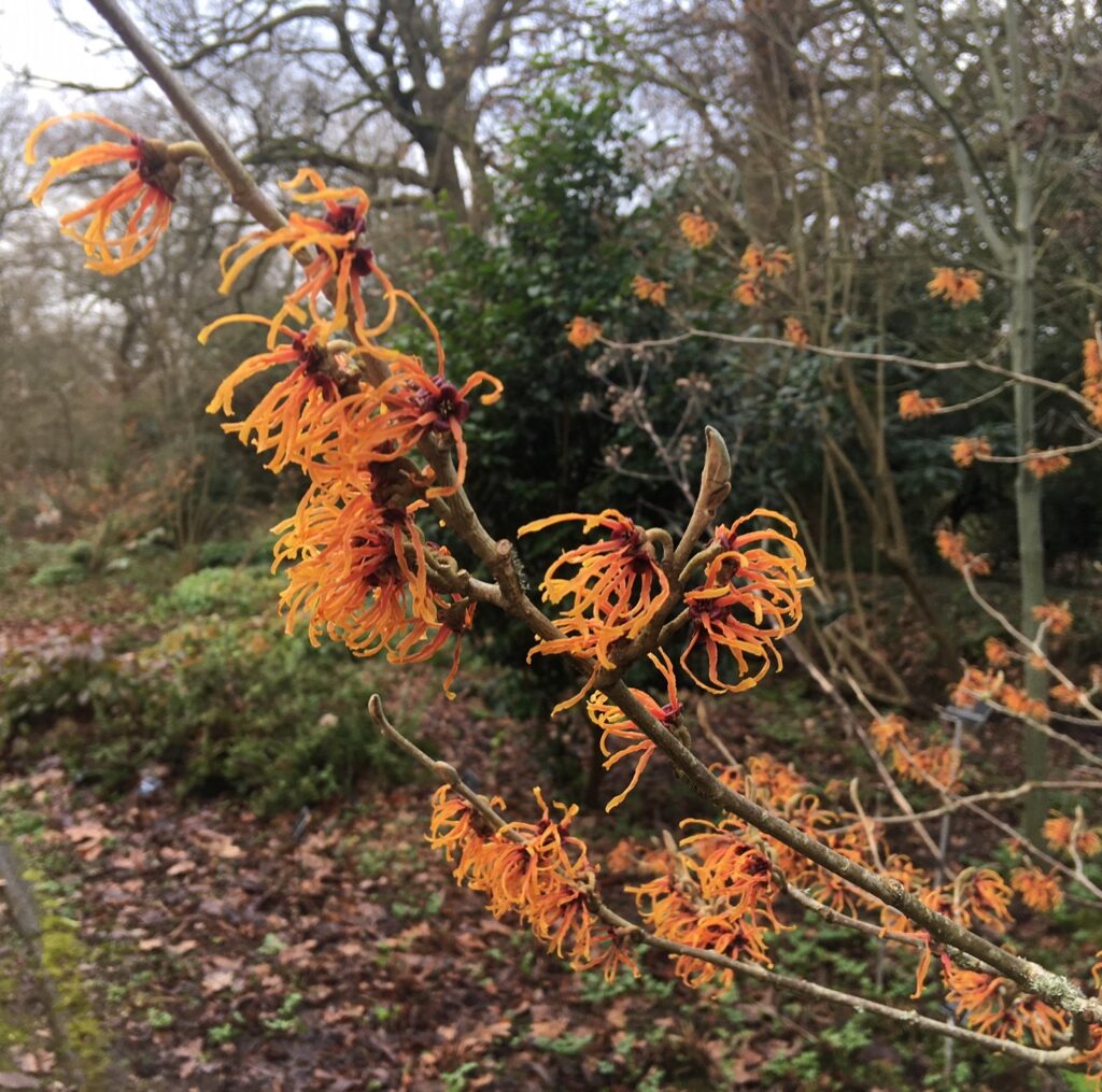 Hamamelis × intermedia with orange flowers