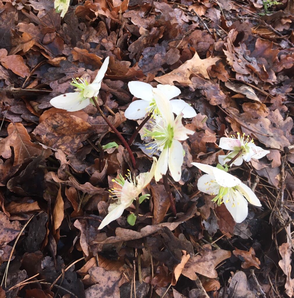 White hellebores among leaf litter