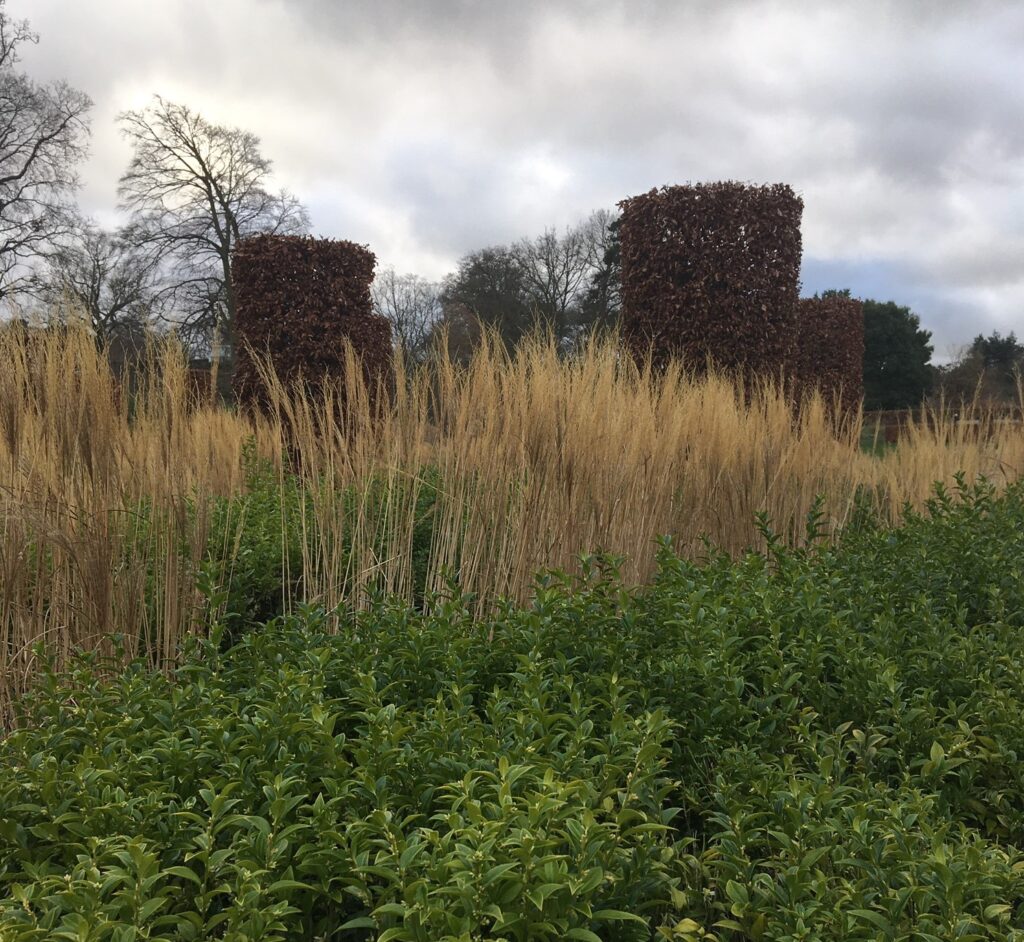 Sarcococca hedges in front of tall grasses and columns of Hornbeam