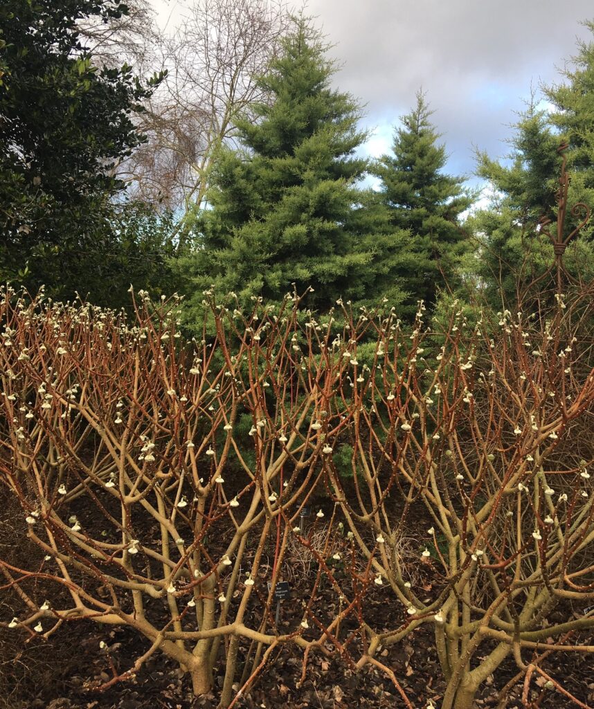 Edgworthia plants