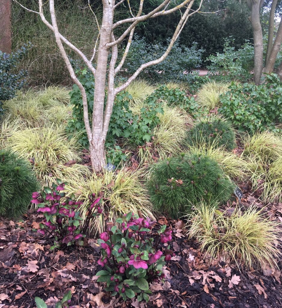 Border with Pingus mugo, Carex sedge grasses, and hellebores.