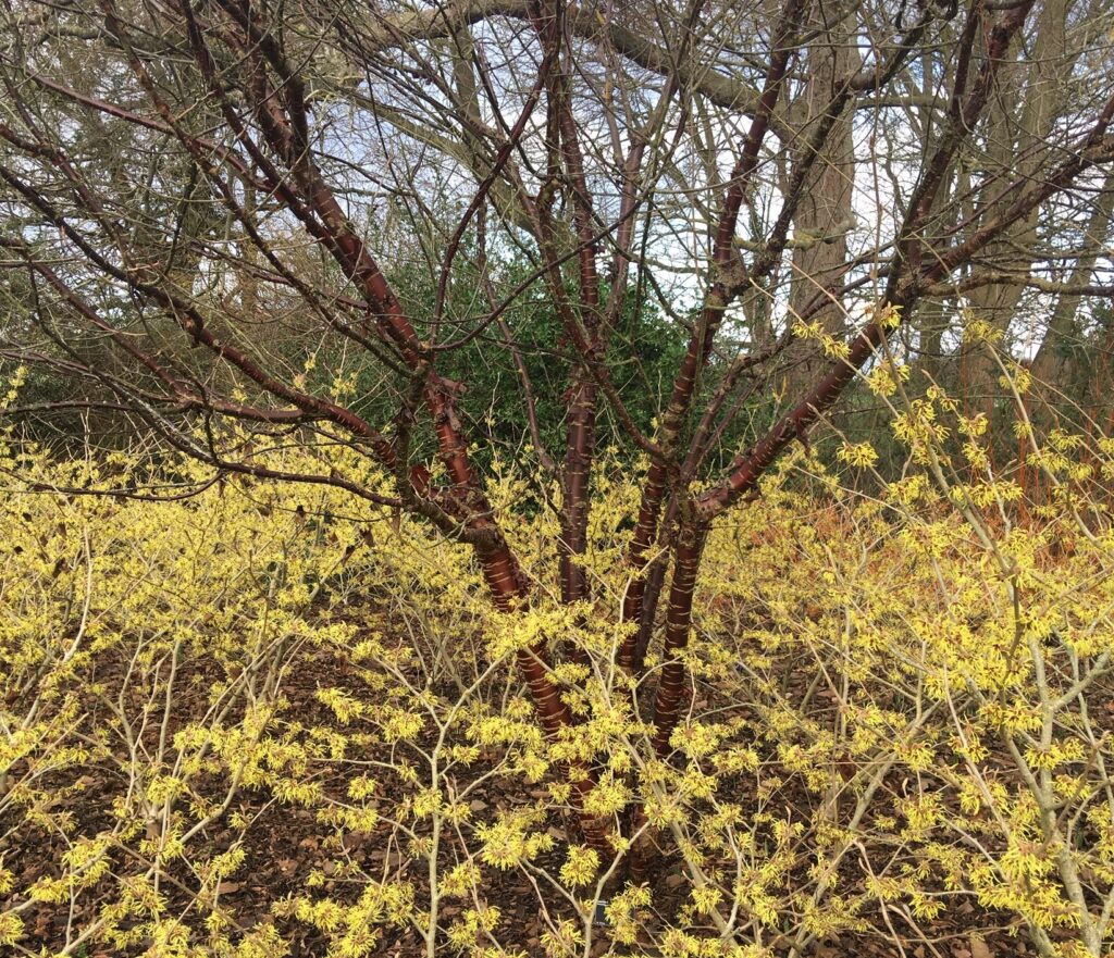 Tibetan cherry and Hamamelis ‘Pallida’