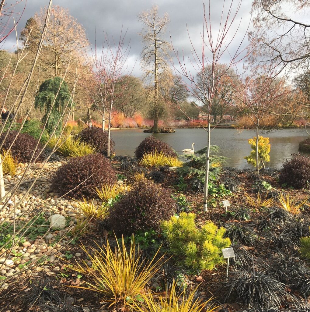 Wisley lake and surrounding planting in Winter