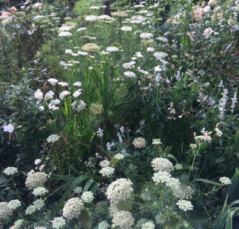 Silver and white shimmer at Sissinghurst