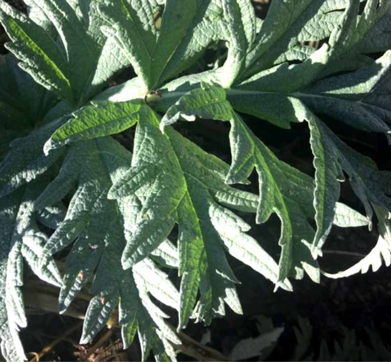 The handsome silvered leaves of artichokes 