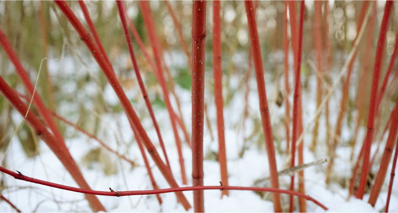 Beautiful scarlet willow shoots amongst the snow