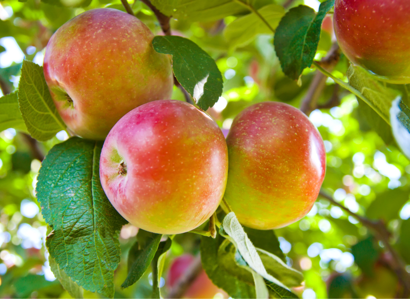 Red apples on apple tree branch