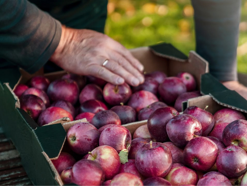 Picked apples ready to be eaten