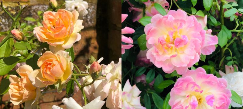 Rosa Phyllis Bide's varied colours of oranges and pinks