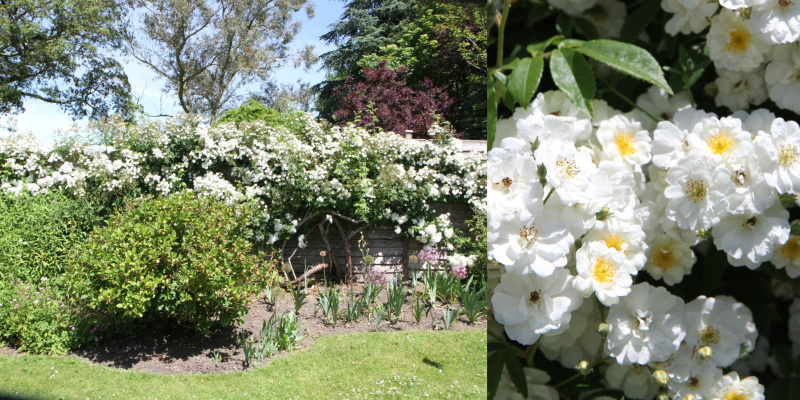 Rosa Rambling Rector