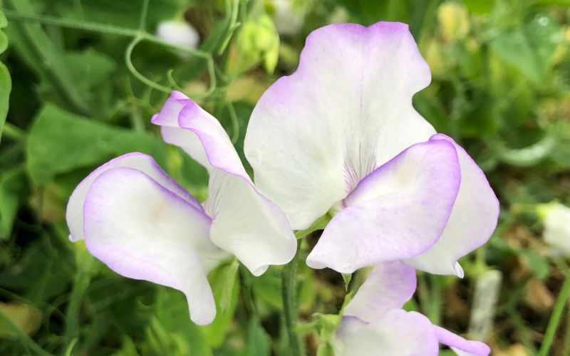 Albutt Blue Sweet Peas compliment Viva Magenta in the garden!