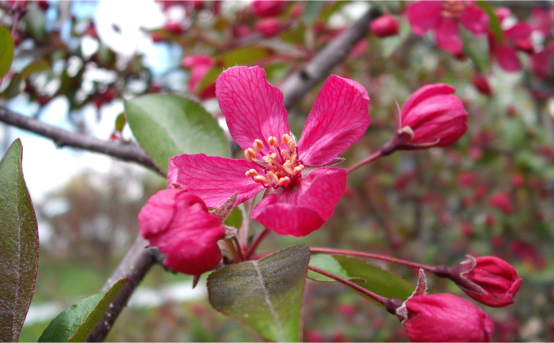 Director Moerland Crabapple Flowers (Malus x moerlandsii)