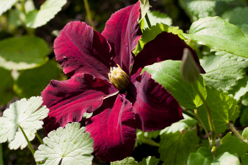 Niobe Clematis Plants