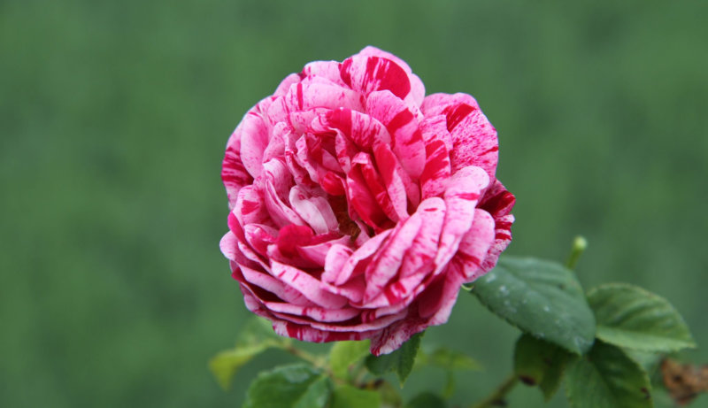 Ferdinand Pichard Shrub Rose (Rosa Ferdinand Pichard)