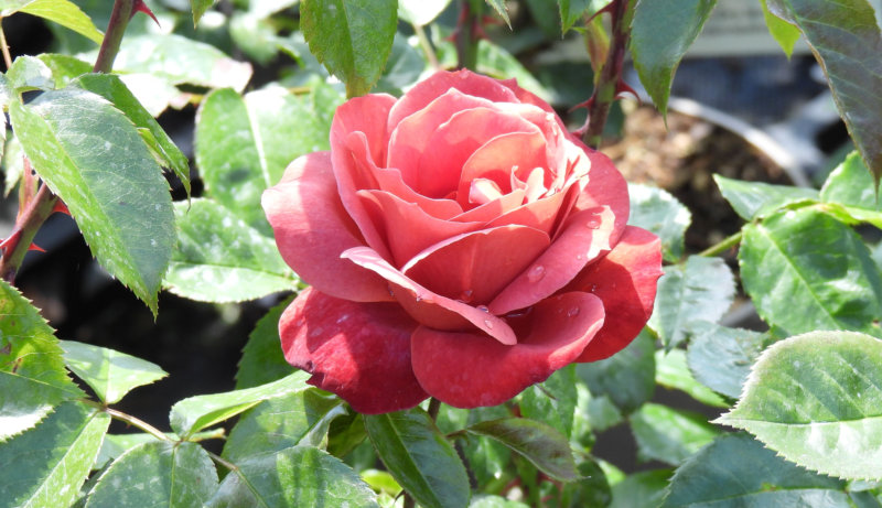 Hot Chocolate Floribunda Rose (Rosa Hot Chocolate)