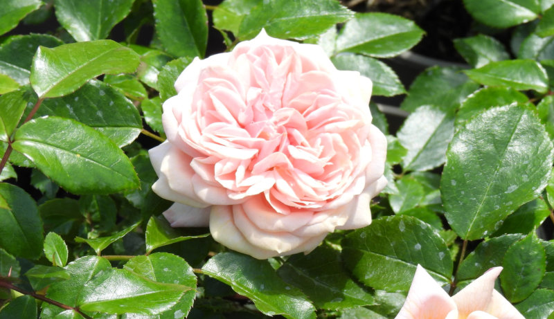 Joie de Vivre Floribunda Rose