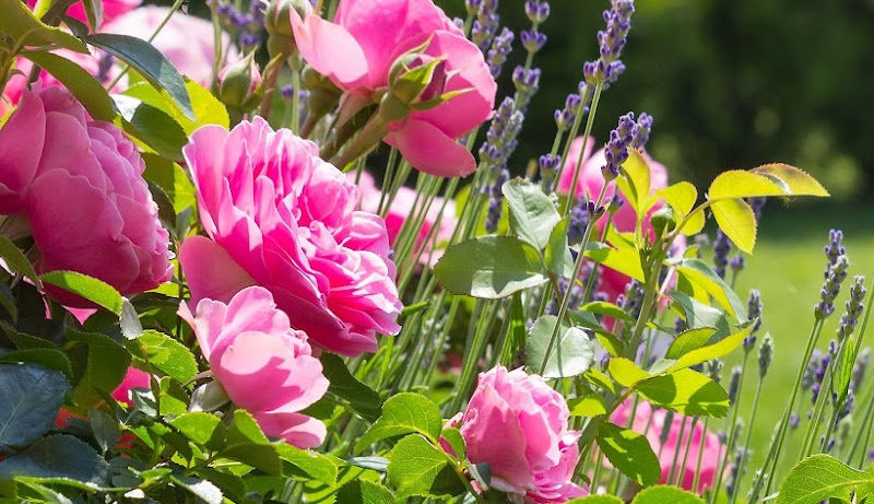 Pink rose with purple lavender