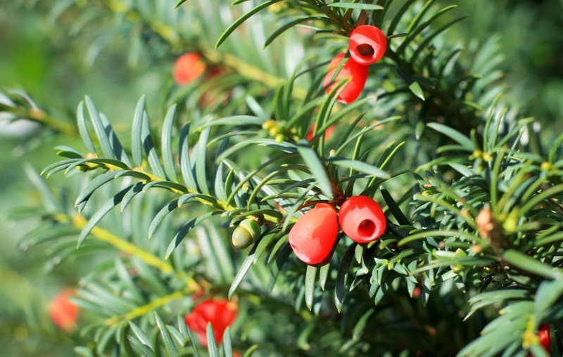 Yew Leaves and Red Berries