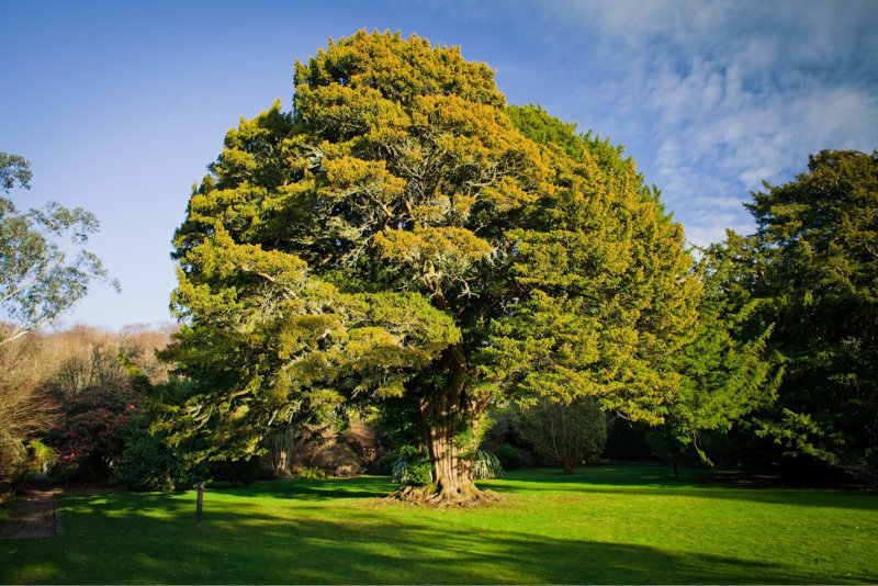 Yew Tree (Taxus Baccata)