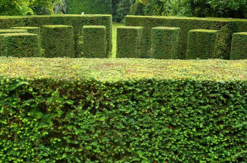 Sculpted Yew Hedging in Formal Garden 