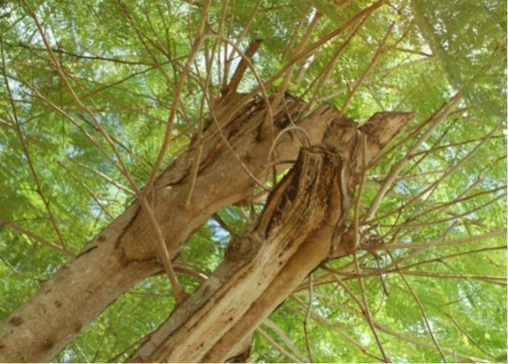 A tree pruned by hat racking, leaving messy shoots