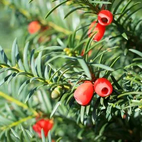 The thousand year tree book yew