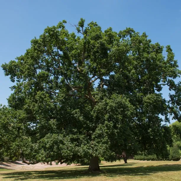 Large English Oak tree in a field in summer