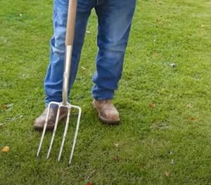 Aerating a lawn with a garden fork