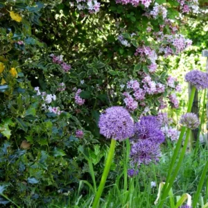 Allium bulbs in flower