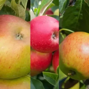 three apple tree pollination partners