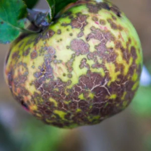 Apple Scab on fruit