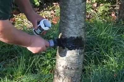 applying grease to a fruit tree's trunk