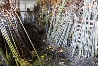 bareroot trees winter planting