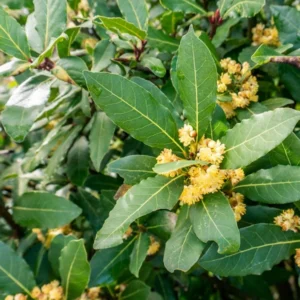 bay tree leaves