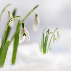 Snowdrops growing through snow