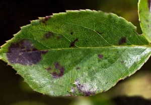 Black spots on a rose leaf