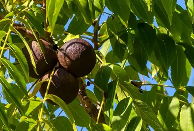 black walnut tree