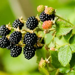 blackberry bush