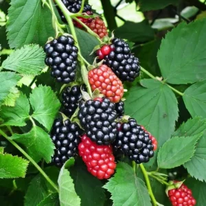 Blackberry plant