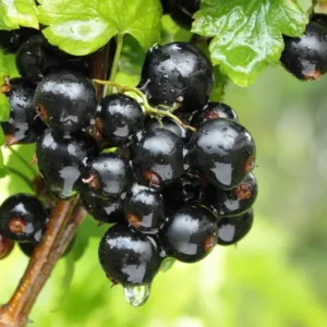 Blackcurrant bush