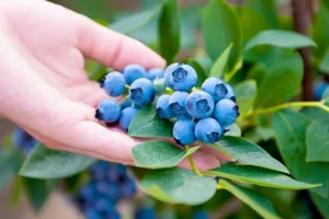 Blueberries on bush