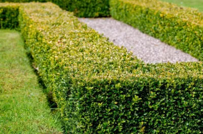 box-hedge-formal-style