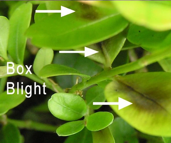 Box Blight disease picture